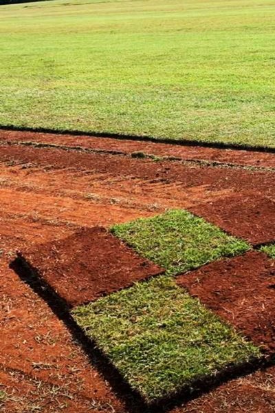 Reposição de grama